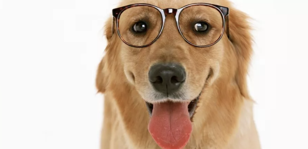 宠物吃什么会导致中毒？