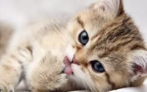 幼猫、成年猫、老年猫体检的时候都检查啥？