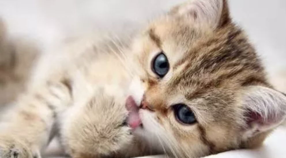 猫咪天天添毛怎么办？