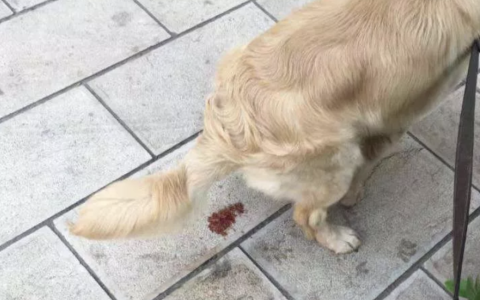 猫咪尿血怎么办？（猫咪尿血的原因和应对措施）