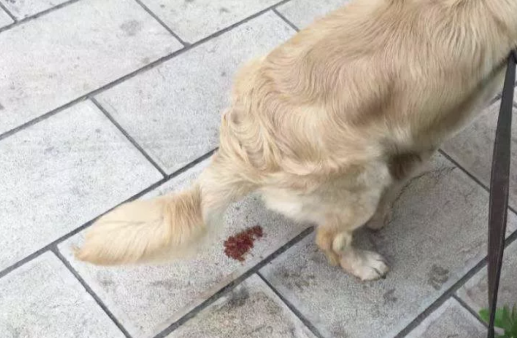 猫咪尿血怎么办？（猫咪尿血的原因和应对措施）