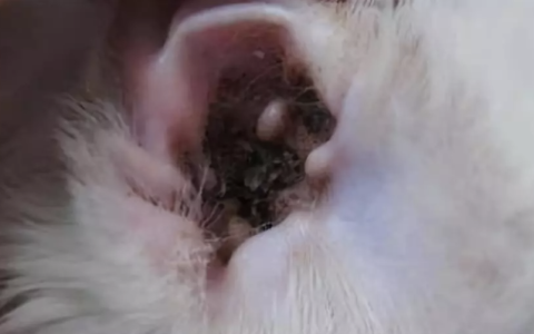 猫咪耳螨的症状有哪些？如何治疗猫咪耳螨？