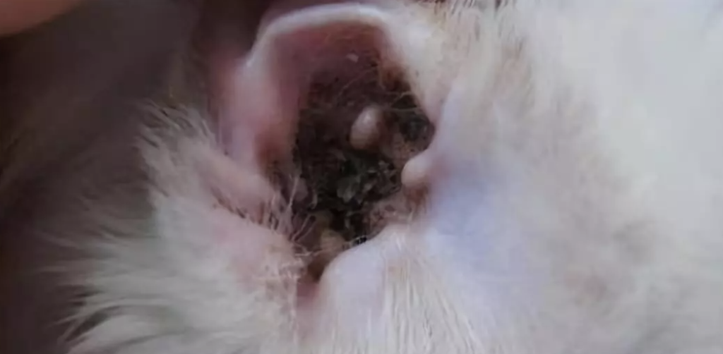 猫咪耳螨的症状有哪些？如何治疗猫咪耳螨？