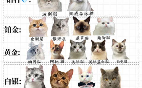 猫咪品种鄙视链，哪种猫咪最受鄙视？哪种最受青睐？