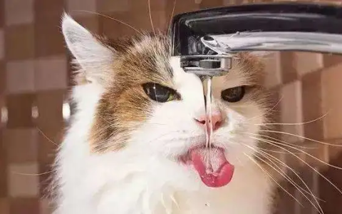 为什么猫爱喝流动的水？如何让猫咪多喝水？