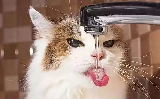 为什么猫爱喝流动的水？如何让猫咪多喝水？