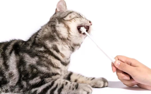 猫咪常见的牙齿疾病有哪些？猫口炎、牙结石是什么？