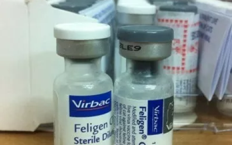 猫咪疫苗应该怎么打？多久打一次？一次打几针？