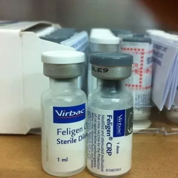 猫咪疫苗应该怎么打?多久打一次?一次打几针?