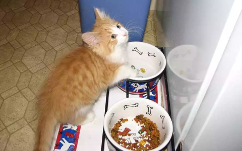 猫咪吃干猫粮好还是主食罐头好？（干猫粮的优点有哪些？）