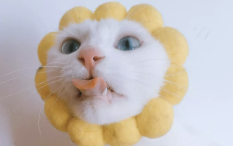 猫咪生病了该怎么护理？怎样护理和照顾生病的猫咪？