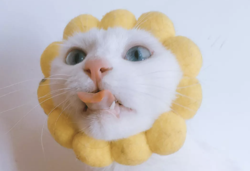 猫咪生病了该怎么护理？怎样护理和照顾生病的猫咪？