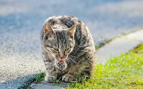 宠物掉毛该怎么办？（猫咪和狗狗都掉毛吗？）