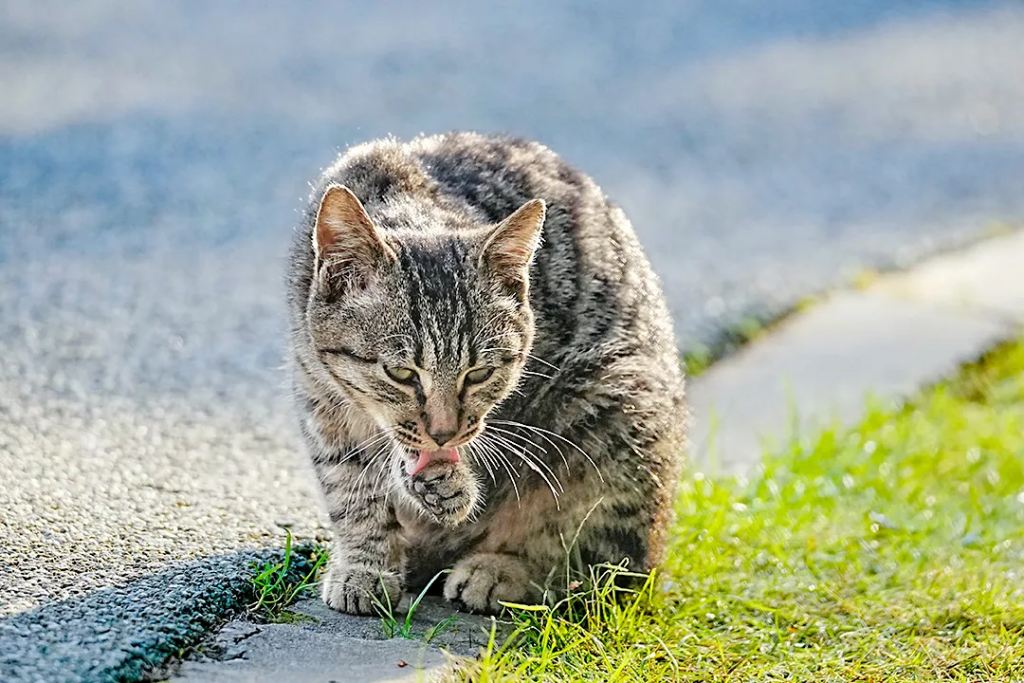 宠物掉毛该怎么办？（猫咪和狗狗都掉毛吗？）
