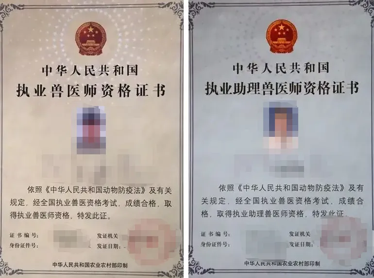 宠物行业有哪些证书可以考？证书的含金量如何？