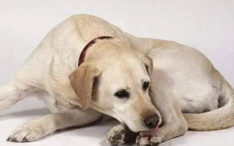 狗狗为什么总是舔自己的爪子？（狗狗舔爪子好不好？）
