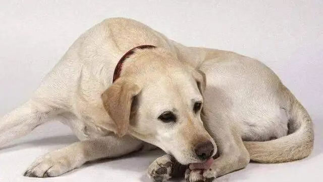 狗狗为什么总是舔自己的爪子?(狗狗舔爪子好不好?)