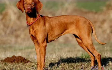 维兹拉犬是什么品种？维兹拉犬品种介绍