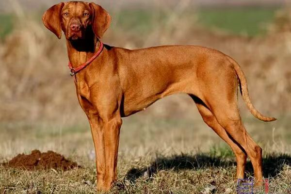 维兹拉犬是什么品种？维兹拉犬品种介绍