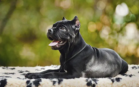 狗狗品种介绍：卡斯罗犬（卡斯罗犬的形态特征与性格特征）