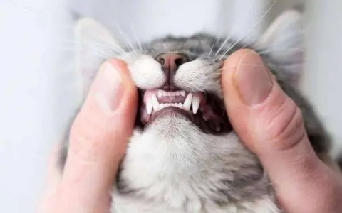 猫咪什么时候换牙？（猫咪换牙要注意什么？）