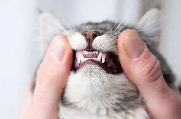 猫咪什么时候换牙？（猫咪换牙要注意什么？）