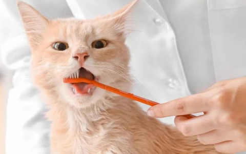 猫咪为什么会口臭？猫咪口臭的原因是什么？