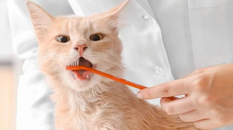 猫咪为什么会口臭?猫咪口臭的原因是什么?