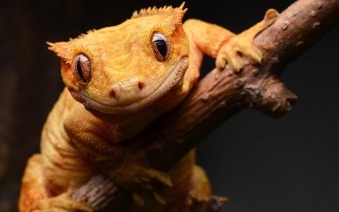 睫角守宫是什么？（睫角守宫该怎么饲养？）