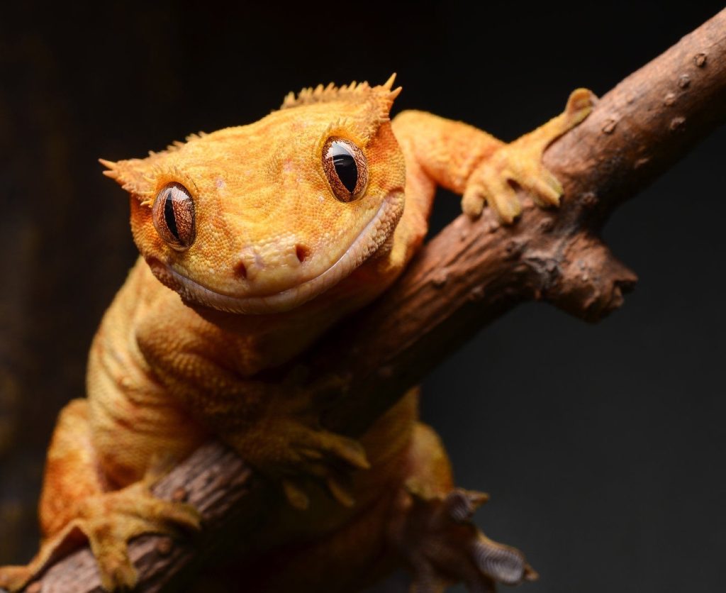 睫角守宫是什么？（睫角守宫该怎么饲养？）