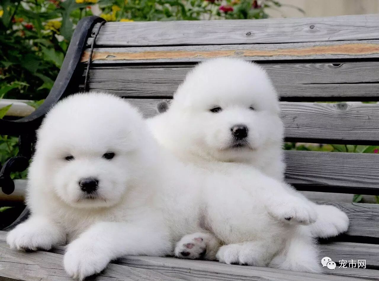 萨摩耶犬挑选技巧（一定要观察萨摩耶幼犬的体型）