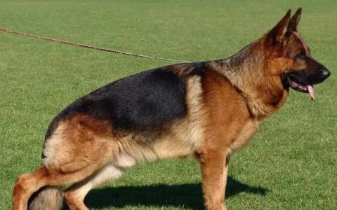 什么是德国牧羊犬？（德国牧羊犬的体型介绍）