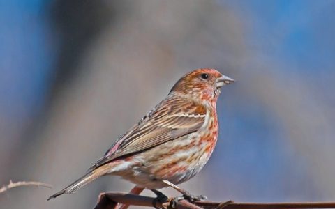 如何确认麻料的公母？（挑选麻料公母的方法和经验）