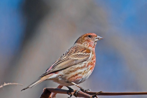 如何确认麻料的公母？（挑选麻料公母的方法和经验）