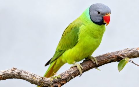 冬天如何养鹦鹉？（鹦鹉安全过冬全指南）