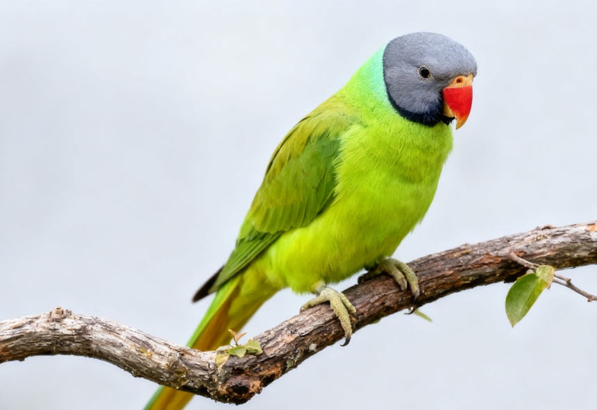 关于中国本土鹦鹉，你不知道的N个冷知识