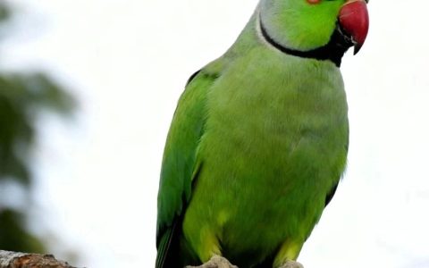 鹦鹉犯错后的6个“认错行为”，你人出来几个？