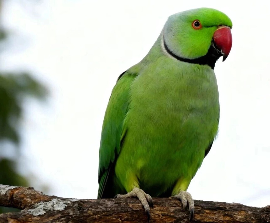 关于中国本土鹦鹉，你不知道的N个冷知识