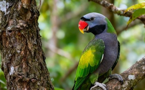 鹦鹉各类病症详解（鹦鹉各类病症怎么预防？）