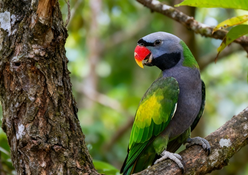 鹦鹉各类病症详解（鹦鹉各类病症怎么预防？）