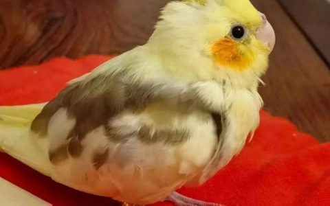 鹦鹉鸟类急性腹泻怎么办？（鹦鹉鸟类急性腹泻的防治措施）