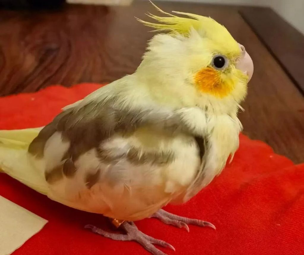 鹦鹉鸟类急性腹泻怎么办？（鹦鹉鸟类急性腹泻的防治措施）