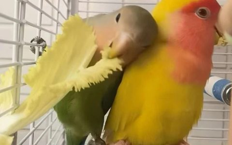 鹦鹉得了嗉囊炎怎么办？（鹦鹉嗉囊炎的治疗方案）