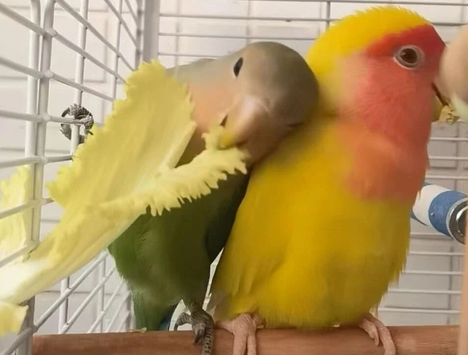 鹦鹉得了嗉囊炎怎么办？（鹦鹉嗉囊炎的治疗方案）