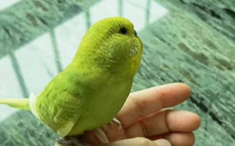 鹦鹉养一只还是两只好？（养鹦鹉最好养几只？）