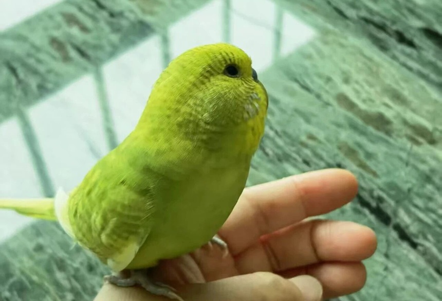 鹦鹉养一只还是两只好？（养鹦鹉最好养几只？）