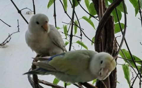 鹦鹉骨折怎么办？（鹦鹉骨折的治疗方法）