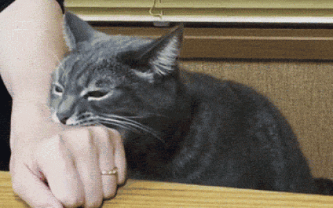 新手养猫技巧：如何纠正猫咪接受抚摸时咬人？