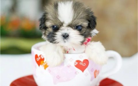 茶杯犬好养不？（茶杯犬的起源、培育及饲养）