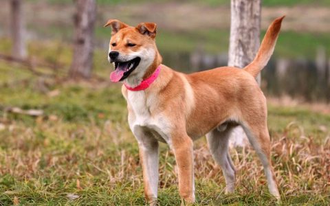 18种最适合家养的热门狗狗品种优缺点